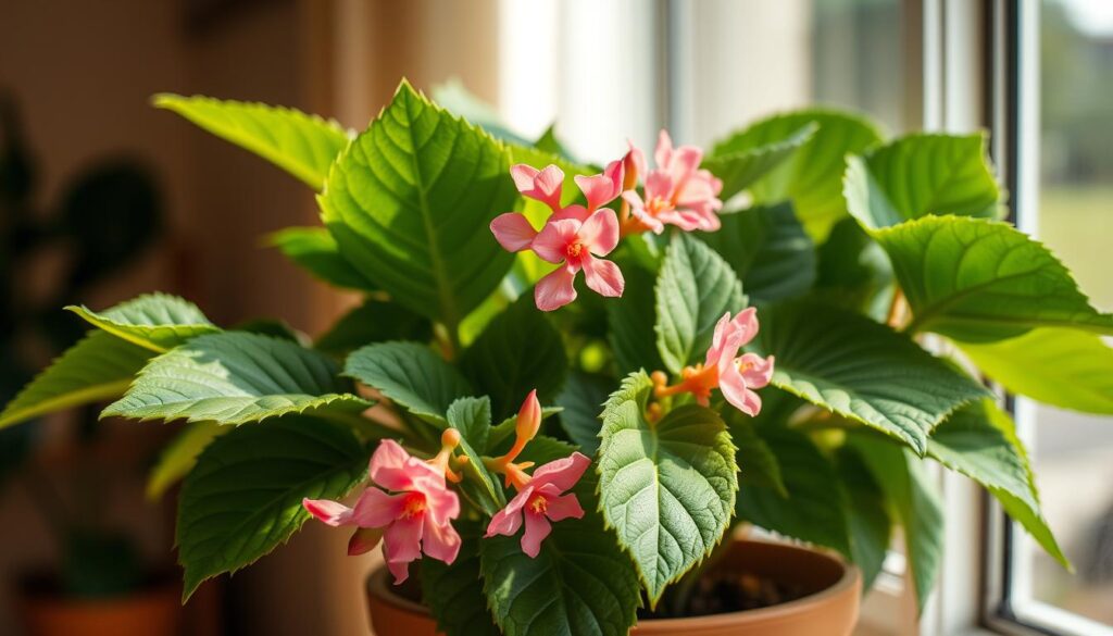 begonia doniczkowa